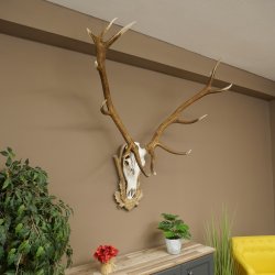 Rothirschgeweih 14 ender Hirsch Medaille silberfarben Höhe 135 cm Hirschgeweih Geweih auf geschnitztem Trophäenschild