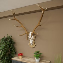 Rothirschgeweih 14 ender Hirsch Medaille silberfarben Höhe 135 cm Hirschgeweih Geweih auf geschnitztem Trophäenschild