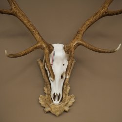 Rothirschgeweih 14 ender Hirsch Medaille silberfarben Höhe 135 cm Hirschgeweih Geweih auf geschnitztem Trophäenschild