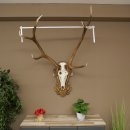 Rothirschgeweih 10 ender Hirsch Medaille bronzefarben...