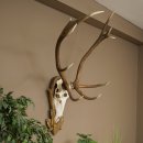 Geweien van een 10-ender edelhert, bronzen medaille, hoogte 135 cm, hertengeweien op een gebeeldhouwd trofeeschild