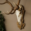 Geweien van een 10-ender edelhert, bronzen medaille, hoogte 135 cm, hertengeweien op een gebeeldhouwd trofeeschild