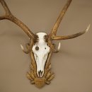 Geweien van een 10-ender edelhert, bronzen medaille, hoogte 135 cm, hertengeweien op een gebeeldhouwd trofeeschild