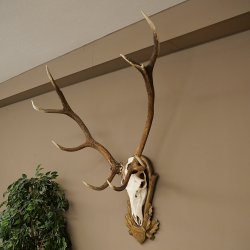 Geweien van een 10-ender edelhert, bronzen medaille, hoogte 135 cm, hertengeweien op een gebeeldhouwd trofeeschild