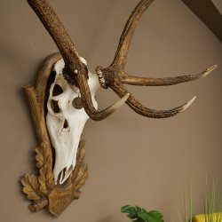 Geweien van een 10-ender edelhert, bronzen medaille, hoogte 135 cm, hertengeweien op een gebeeldhouwd trofeeschild