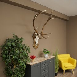 Geweien van een 10-ender edelhert, bronzen medaille, hoogte 135 cm, hertengeweien op een gebeeldhouwd trofeeschild