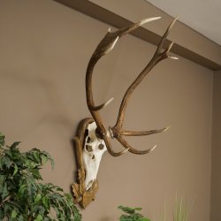 Geweien van een 10-ender edelhert, bronzen medaille, hoogte 135 cm, hertengeweien op een gebeeldhouwd trofeeschild