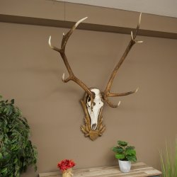 Geweien van een 10-ender edelhert, bronzen medaille, hoogte 135 cm, hertengeweien op een gebeeldhouwd trofeeschild