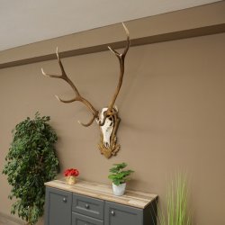 Geweien van een 10-ender edelhert, bronzen medaille, hoogte 135 cm, hertengeweien op een gebeeldhouwd trofeeschild