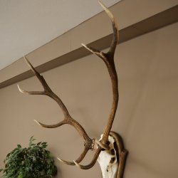 Geweien van een 10-ender edelhert, bronzen medaille, hoogte 135 cm, hertengeweien op een gebeeldhouwd trofeeschild