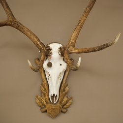 Geweien van een 10-ender edelhert, bronzen medaille, hoogte 135 cm, hertengeweien op een gebeeldhouwd trofeeschild