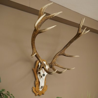 Rothirschgeweih 14 ender Hirsch Medaille silberfarben Höhe 127 cm Hirschgeweih Geweih auf geschnitztem Trophäenschild