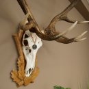 Rothirschgeweih 14 ender Hirsch Medaille silberfarben Höhe 127 cm Hirschgeweih Geweih auf geschnitztem Trophäenschild