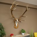 Rothirschgeweih 14 ender Hirsch Medaille silberfarben Höhe 127 cm Hirschgeweih Geweih auf geschnitztem Trophäenschild