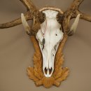 Rothirschgeweih 14 ender Hirsch Medaille silberfarben Höhe 127 cm Hirschgeweih Geweih auf geschnitztem Trophäenschild