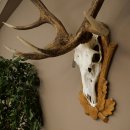 Rothirschgeweih 14 ender Hirsch Medaille silberfarben Höhe 127 cm Hirschgeweih Geweih auf geschnitztem Trophäenschild