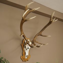Rothirschgeweih 14 ender Hirsch Medaille silberfarben Höhe 127 cm Hirschgeweih Geweih auf geschnitztem Trophäenschild