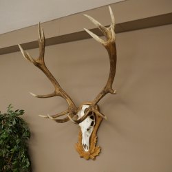 Rothirschgeweih 14 ender Hirsch Medaille silberfarben Höhe 127 cm Hirschgeweih Geweih auf geschnitztem Trophäenschild