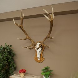 Rothirschgeweih 14 ender Hirsch Medaille silberfarben Höhe 127 cm Hirschgeweih Geweih auf geschnitztem Trophäenschild