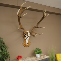 Rothirschgeweih 14 ender Hirsch Medaille silberfarben Höhe 127 cm Hirschgeweih Geweih auf geschnitztem Trophäenschild