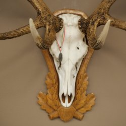 Rothirschgeweih 14 ender Hirsch Medaille silberfarben Höhe 127 cm Hirschgeweih Geweih auf geschnitztem Trophäenschild