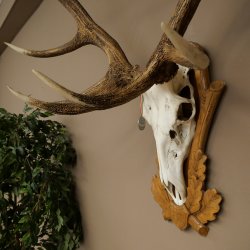 Rothirschgeweih 14 ender Hirsch Medaille silberfarben Höhe 127 cm Hirschgeweih Geweih auf geschnitztem Trophäenschild