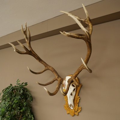 Bois de cerf rouge, cerf denviron 16 cors, médaille dorée, hauteur 124 cm, bois de cerf montés sur un socle sculpté