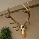 Rothirschgeweih ung. 16 ender Hirsch Medaille goldfarben...