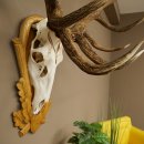 Bois de cerf rouge, cerf denviron 16 cors, médaille dorée, hauteur 124 cm, bois de cerf montés sur un socle sculpté