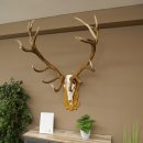 Bois de cerf rouge, cerf denviron 16 cors, médaille dorée, hauteur 124 cm, bois de cerf montés sur un socle sculpté