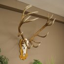 Bois de cerf rouge, cerf denviron 16 cors, médaille dorée, hauteur 124 cm, bois de cerf montés sur un socle sculpté