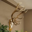 Bois de cerf rouge, cerf denviron 16 cors, médaille dorée, hauteur 124 cm, bois de cerf montés sur un socle sculpté