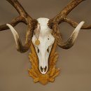 Bois de cerf rouge, cerf denviron 16 cors, médaille dorée, hauteur 124 cm, bois de cerf montés sur un socle sculpté