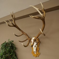 Bois de cerf rouge, cerf denviron 16 cors, médaille dorée, hauteur 124 cm, bois de cerf montés sur un socle sculpté