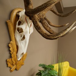 Bois de cerf rouge, cerf denviron 16 cors, médaille dorée, hauteur 124 cm, bois de cerf montés sur un socle sculpté
