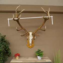 Bois de cerf rouge, cerf denviron 16 cors, médaille dorée, hauteur 124 cm, bois de cerf montés sur un socle sculpté