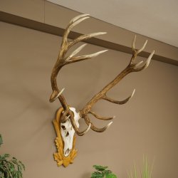 Bois de cerf rouge, cerf denviron 16 cors, médaille dorée, hauteur 124 cm, bois de cerf montés sur un socle sculpté