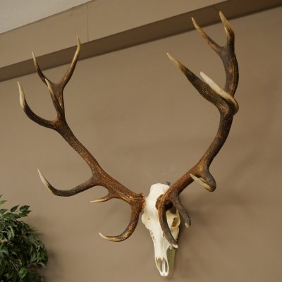 Bois de cerf rouge, cerf denviron 16 cors, CIC 196,36 IP, hauteur 107 cm, bois de cerf