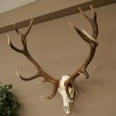 Red deer antlers, approx. 16-point stag, CIC 196.36, IP...