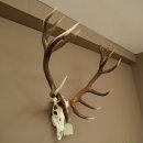 Bois de cerf rouge, cerf denviron 16 cors, CIC 196,36 IP, hauteur 107 cm, bois de cerf