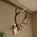 Bois de cerf rouge, cerf denviron 16 cors, CIC 196,36 IP, hauteur 107 cm, bois de cerf