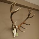 Bois de cerf rouge, cerf denviron 16 cors, CIC 196,36 IP, hauteur 107 cm, bois de cerf