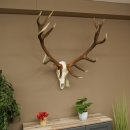 Bois de cerf rouge, cerf denviron 16 cors, CIC 196,36 IP, hauteur 107 cm, bois de cerf