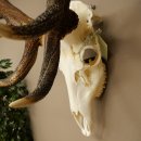 Bois de cerf rouge, cerf denviron 16 cors, CIC 196,36 IP, hauteur 107 cm, bois de cerf