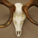 Bois de cerf rouge, cerf denviron 16 cors, CIC 196,36 IP, hauteur 107 cm, bois de cerf