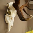 Bois de cerf rouge, cerf denviron 16 cors, CIC 196,36 IP, hauteur 107 cm, bois de cerf