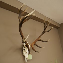 Bois de cerf rouge, cerf denviron 16 cors, CIC 196,36 IP, hauteur 107 cm, bois de cerf