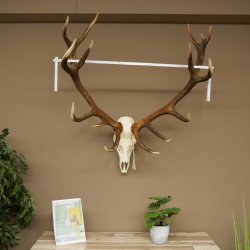 Bois de cerf rouge, cerf denviron 16 cors, CIC 196,36 IP, hauteur 107 cm, bois de cerf