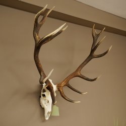 Bois de cerf rouge, cerf denviron 16 cors, CIC 196,36 IP, hauteur 107 cm, bois de cerf