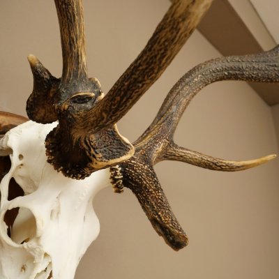 Rothirschgeweih ung. 10 ender abnormer Hirsch Höhe 110 cm Hirschgeweih Geweih auf geschnitztem Trophäenschild